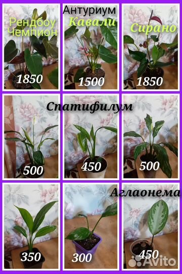 Глоксиния, антуриумы, разные цветы