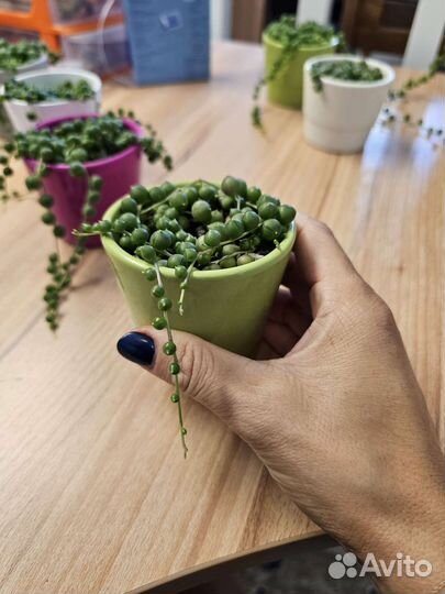 Крестовник Роули