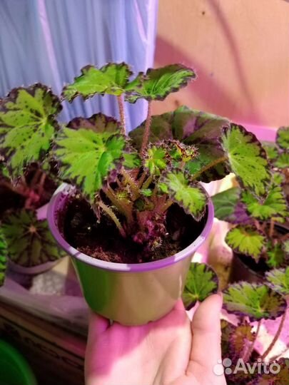 Бегония тигровая декоративнолиственная