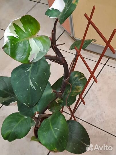 Филодендрон Вайт Визард