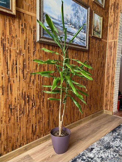 Драцена деликатесная