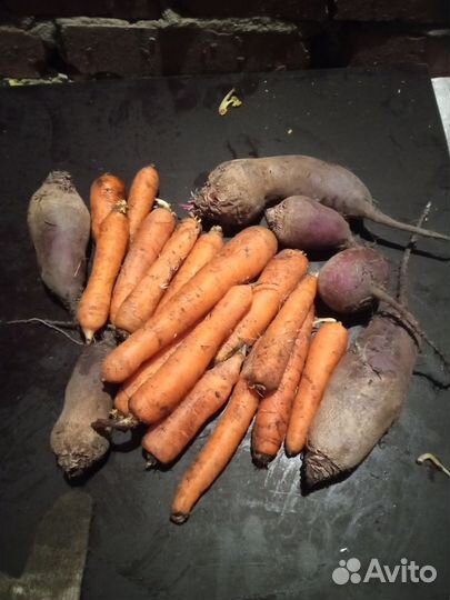 Семенной картофель элитных сортов