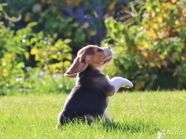 Бигль щенки