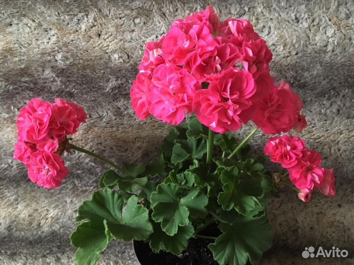 Герань пеларгония