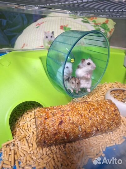 Джунгарский хомяк