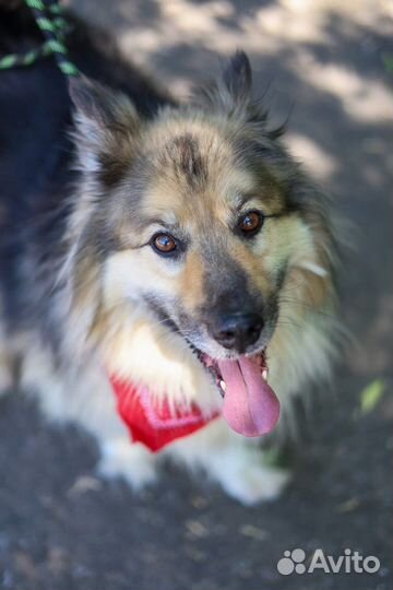 Собака в добрые руки