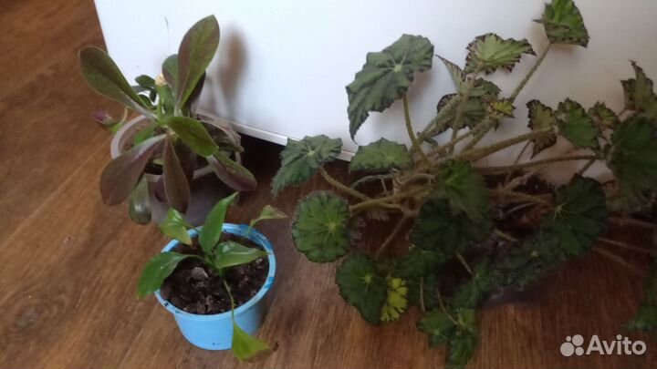 Бегония,спатифиллум,синадениум