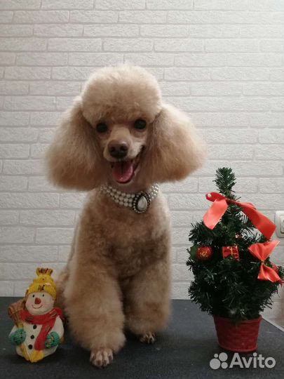 Стрижка собак и кошек(груминг животных)