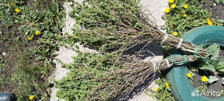 Веники чилиговые