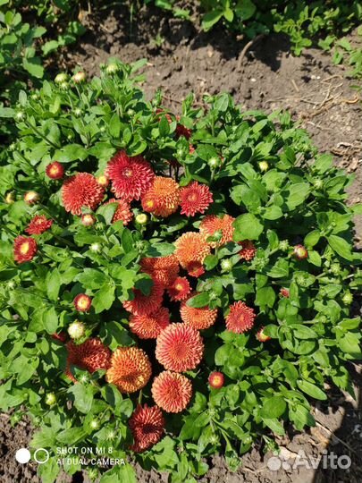 Хризантема мультифлора ранние сорта