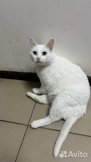 Котик Ланс в добрые руки