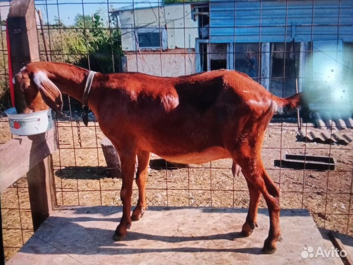 Козье молоко нубийских коз