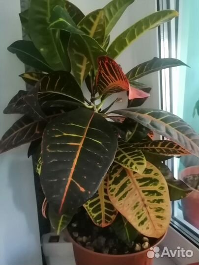 Продам цветы Кротон