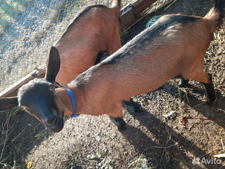 Козочка чешская