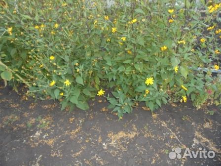 Топинамбур клубни