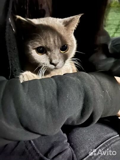 Отдам кота в добрые руки