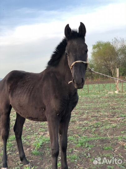 Жеребчик карачаевской породы