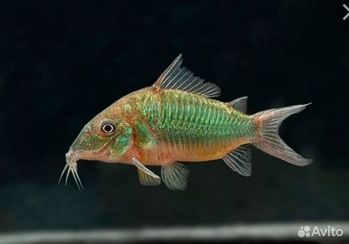 Брохис сомик Аквариумные рыбки в магазине