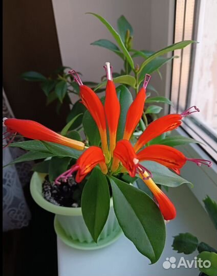 Эсхинантус 