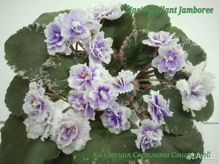 Миниатюрные фиалки