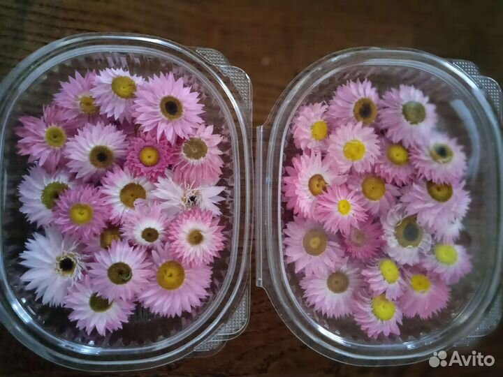 Гелиптерум