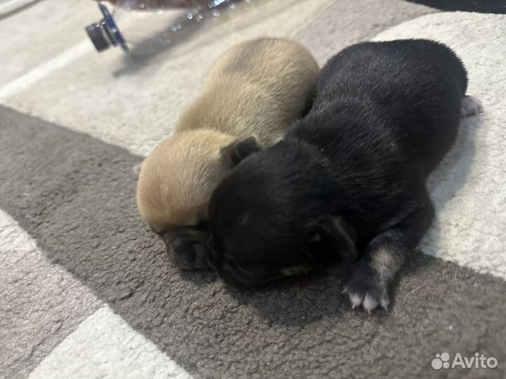 Чихуахуа мини