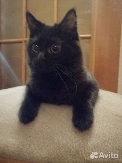 Чёрные котята ищут новый дом