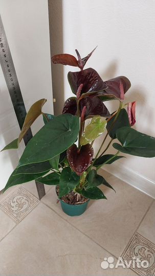 Комнатные цветы,антуриумы цветущие