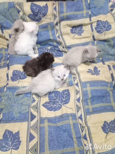 Котята в добрые руки