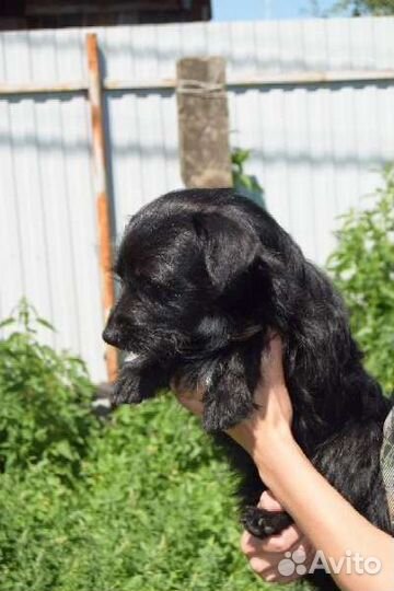 Такса+йорк в добрые руки