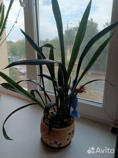 Сансевиерия или 