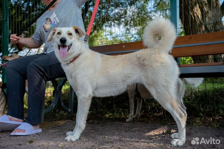 Собачка некрупная 45 см