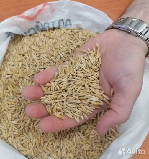 Фуражная пшеница, Ячмень яровой на корм