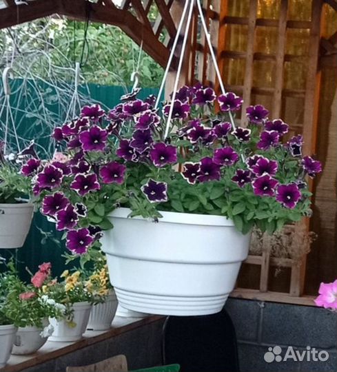 Петуния Рим Маджента, вегетативная, черенки