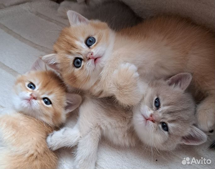 Британские котятки
