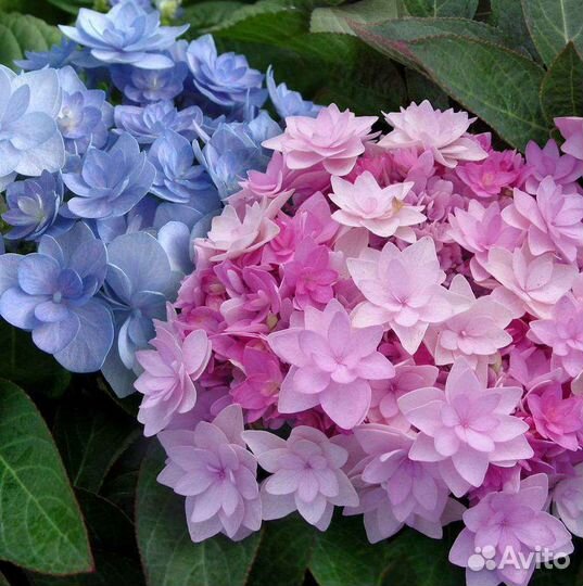 Гортензия крупнолистная