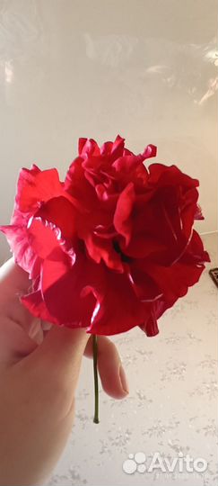 Продам красный гибискус красная роза