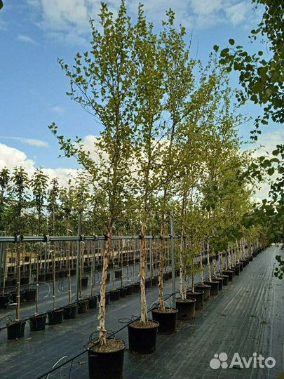 Берёза чёрная/200-300 см