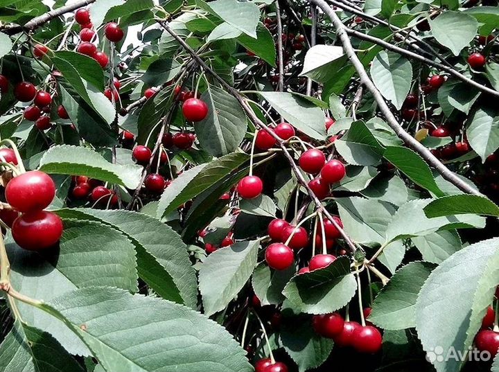 Вишня оптом