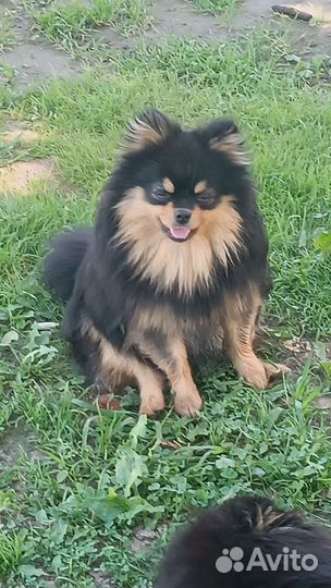 Щенки померанского шпица