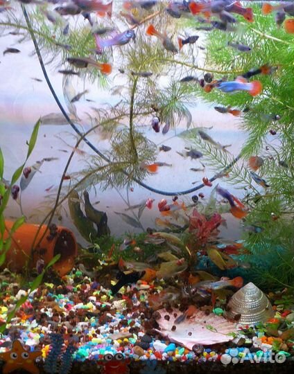 Аквариумные жители