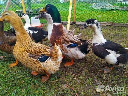 Продам утят