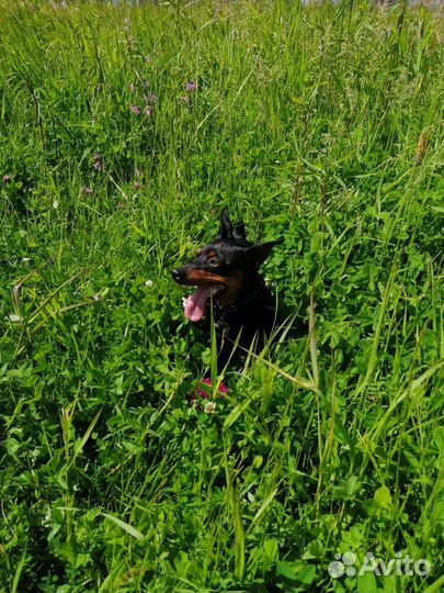 Вязка кобеля цвергпинчера