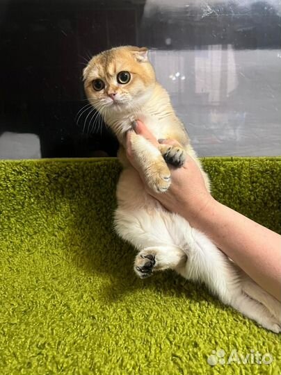 Золотые котята