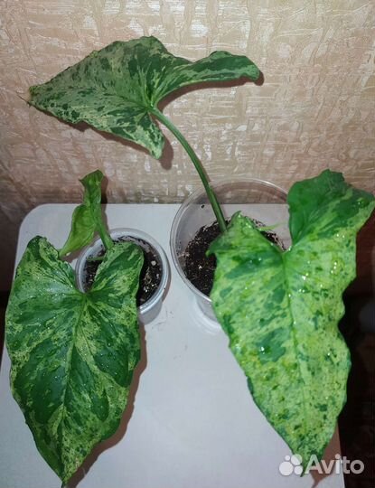 Сингониумы сортовые от 10.08.23