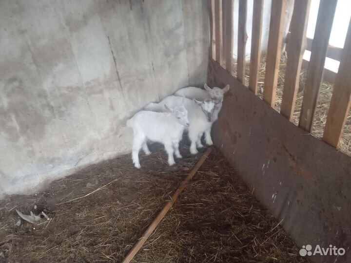 Козлята месячные