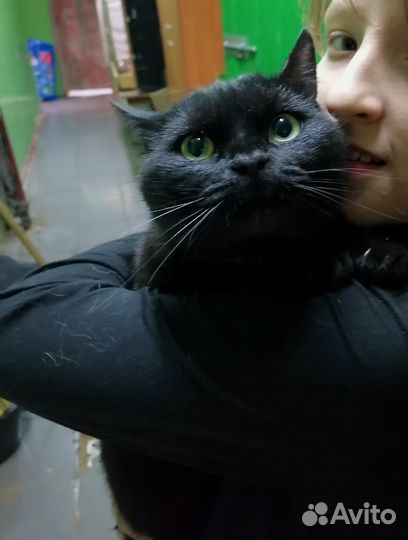 Котик ищет добрые ручки