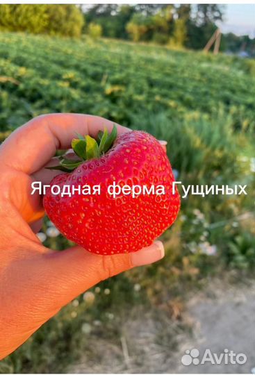 Рассада крупноплодной клубники Лималексия