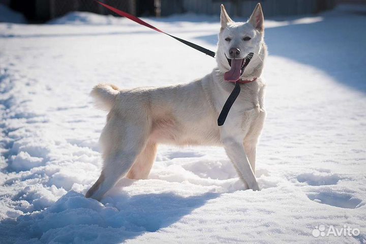 Собака бесплатно в добрые руки