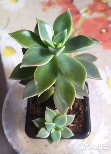 Комнатные растения цветы